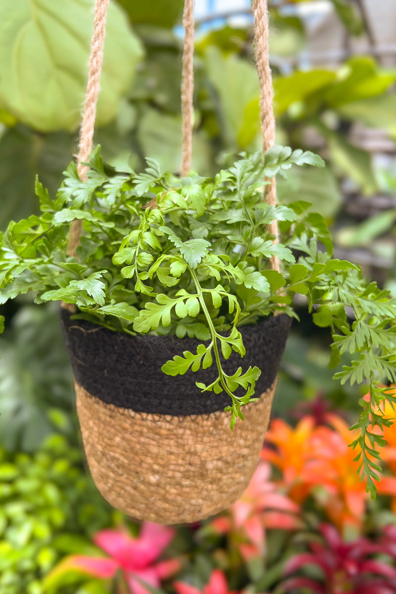 Fern, Mother 12cm Hanging Basket