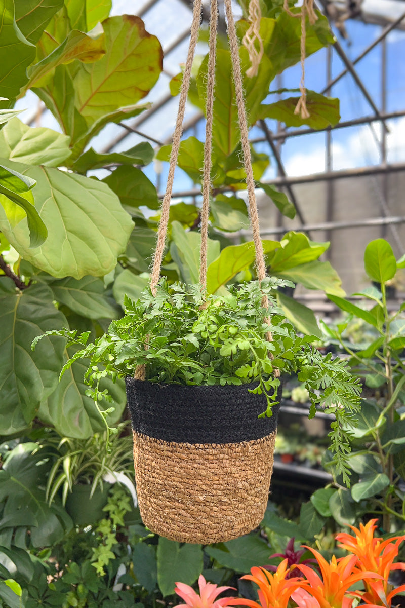 Fern, Mother 12cm Hanging Basket