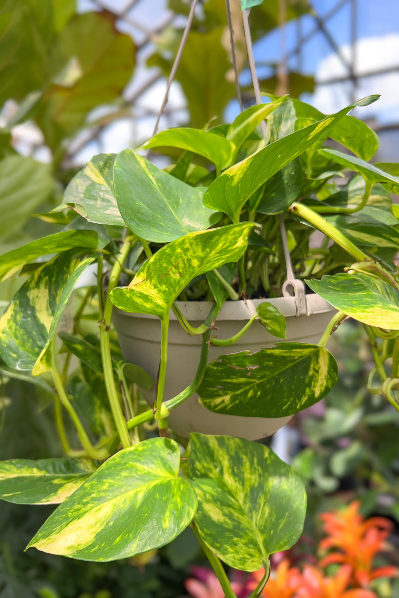 Pothos, Hawaiian 8" Hanging Basket