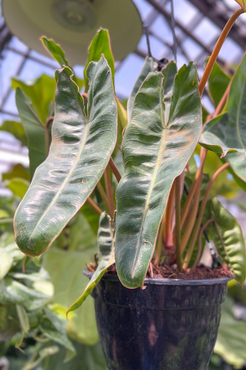 Philodendron, Billietiae 8" Hanging Basket