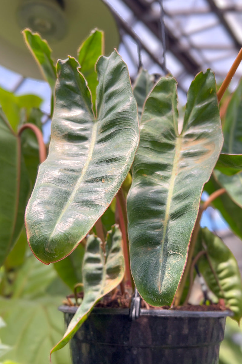 Philodendron, Billietiae 8" Hanging Basket