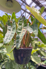 Philodendron, Billietiae 8" Hanging Basket