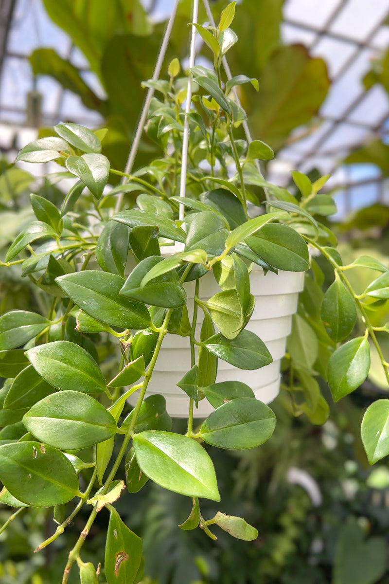 Lipstick Plant, Mona Lisa 8" Hanging Basket