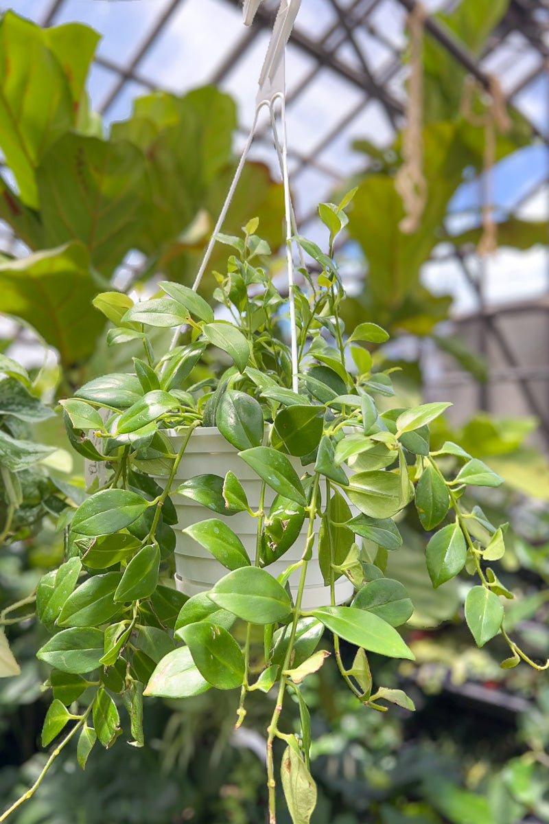 Lipstick Plant, Mona Lisa 8" Hanging Basket