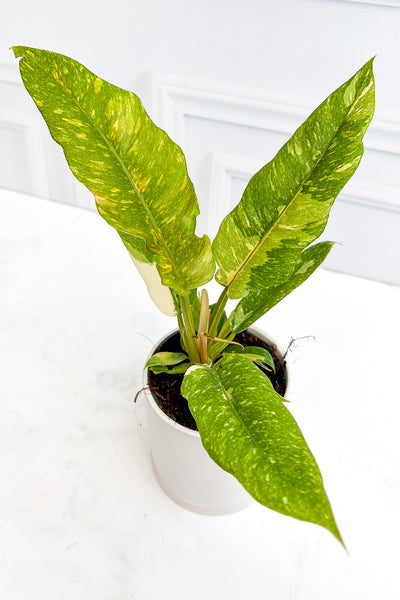 Philodendron, Ring of Fire Variegated 4"