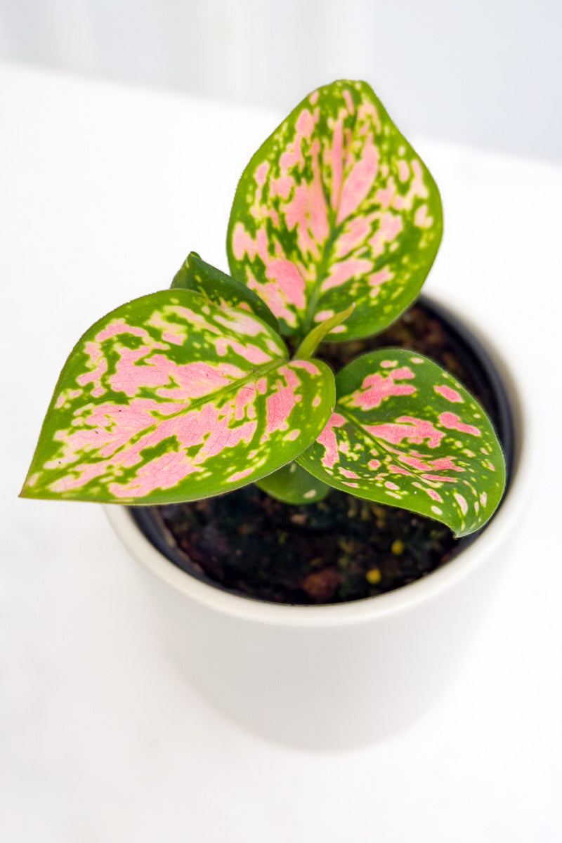 Chinese Evergreen, Pink Valentine 4"