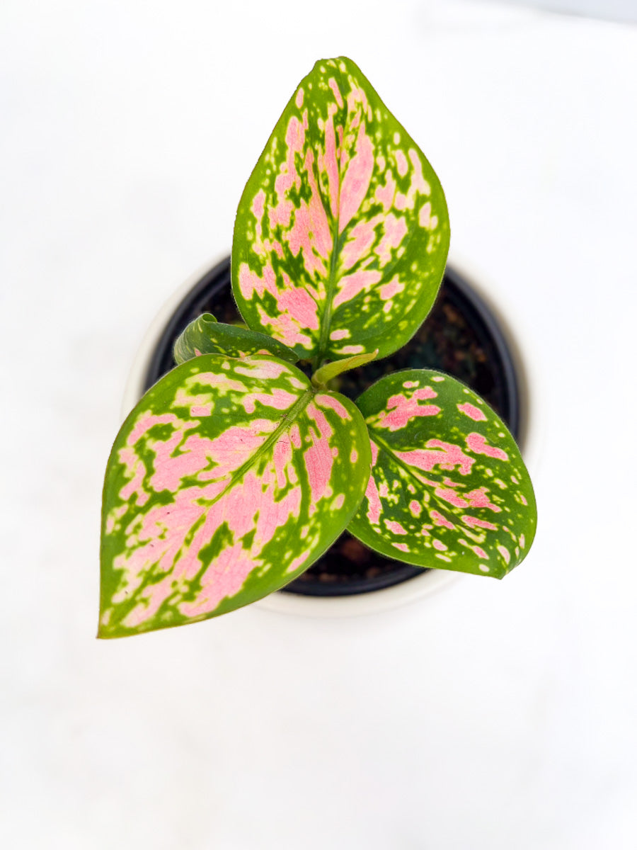 Chinese Evergreen, Pink Valentine 4"