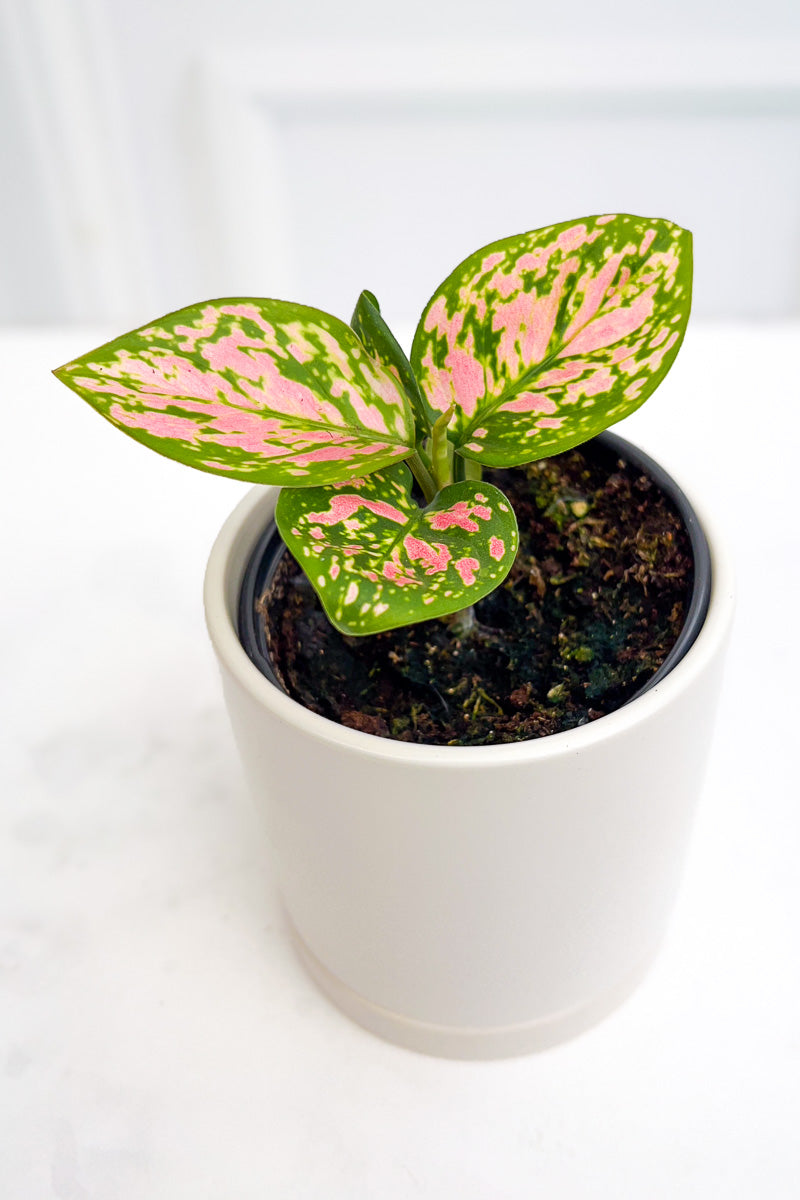 Chinese Evergreen, Pink Valentine 4"