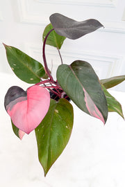 Philodendron, Pink Princess 4"