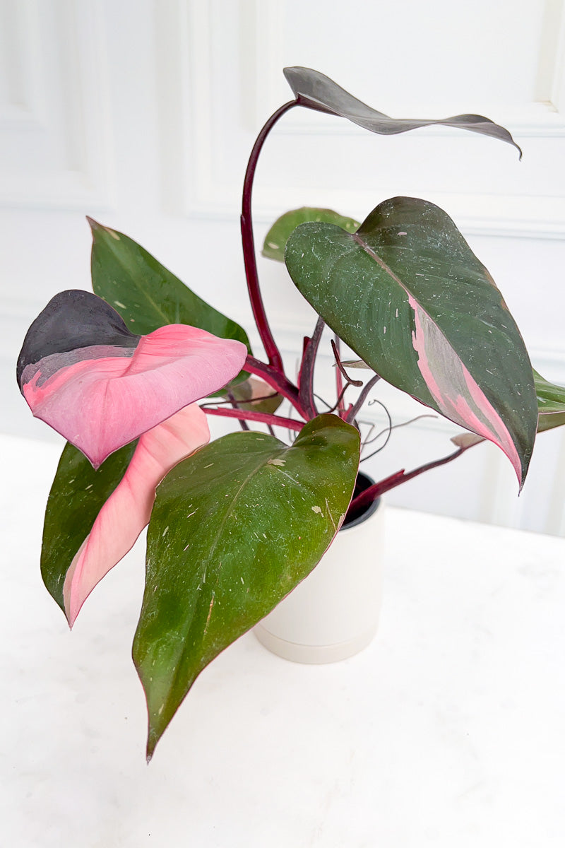 Philodendron, Pink Princess 4"