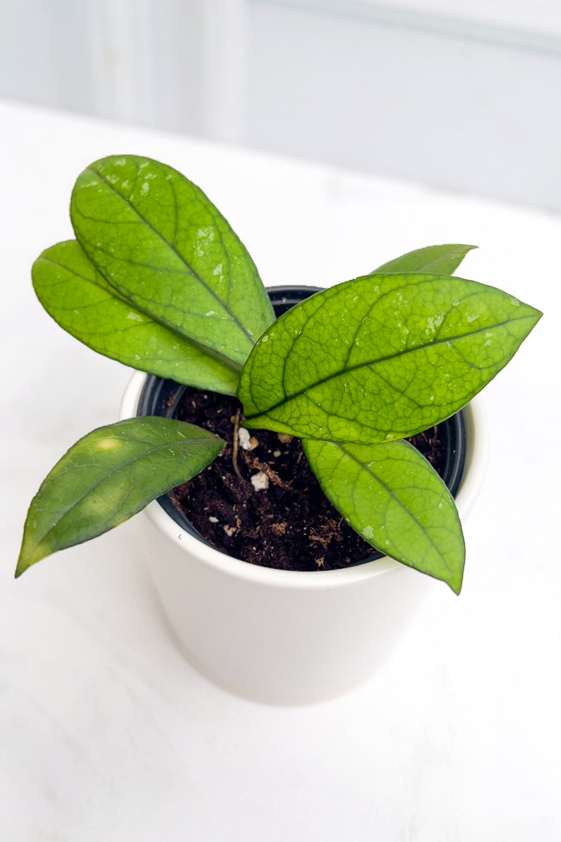 Hoya, Crassipetiolata 4"