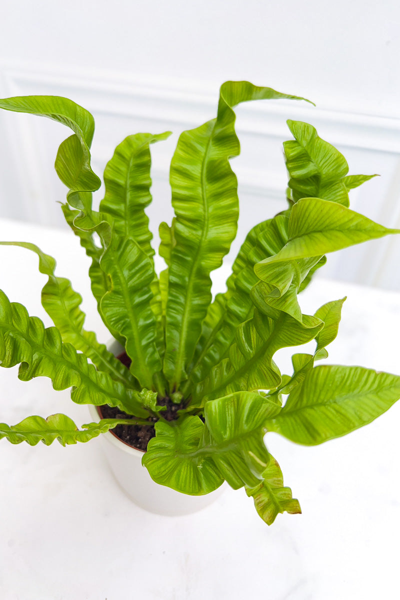 Fern, Crispy Wave 4"