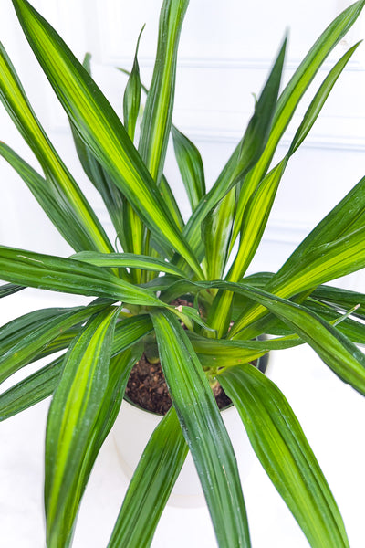dracaena rikki cane plant Dracaena, Rikki 10" – Chalet