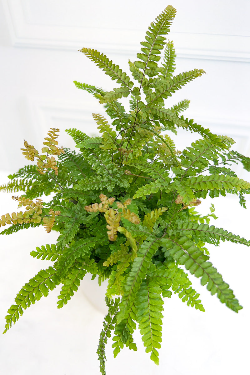 Fern, Maidenhair Rosy 6"