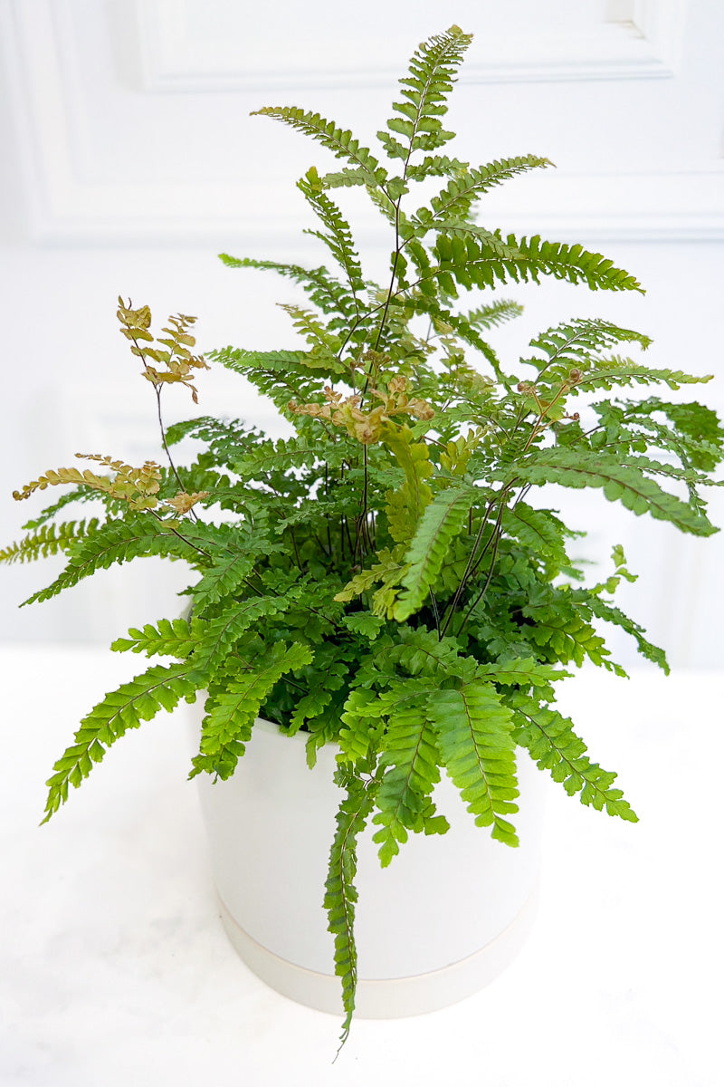 Fern, Maidenhair Rosy 6"