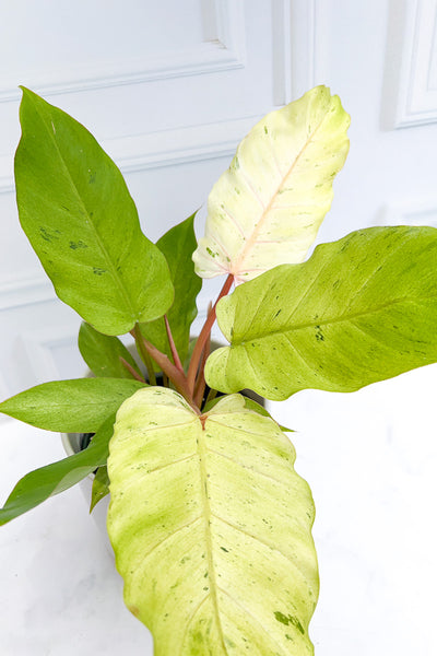 philodendron snowdrift large Philodendron, Variegated Snowdrift 6" – Chalet