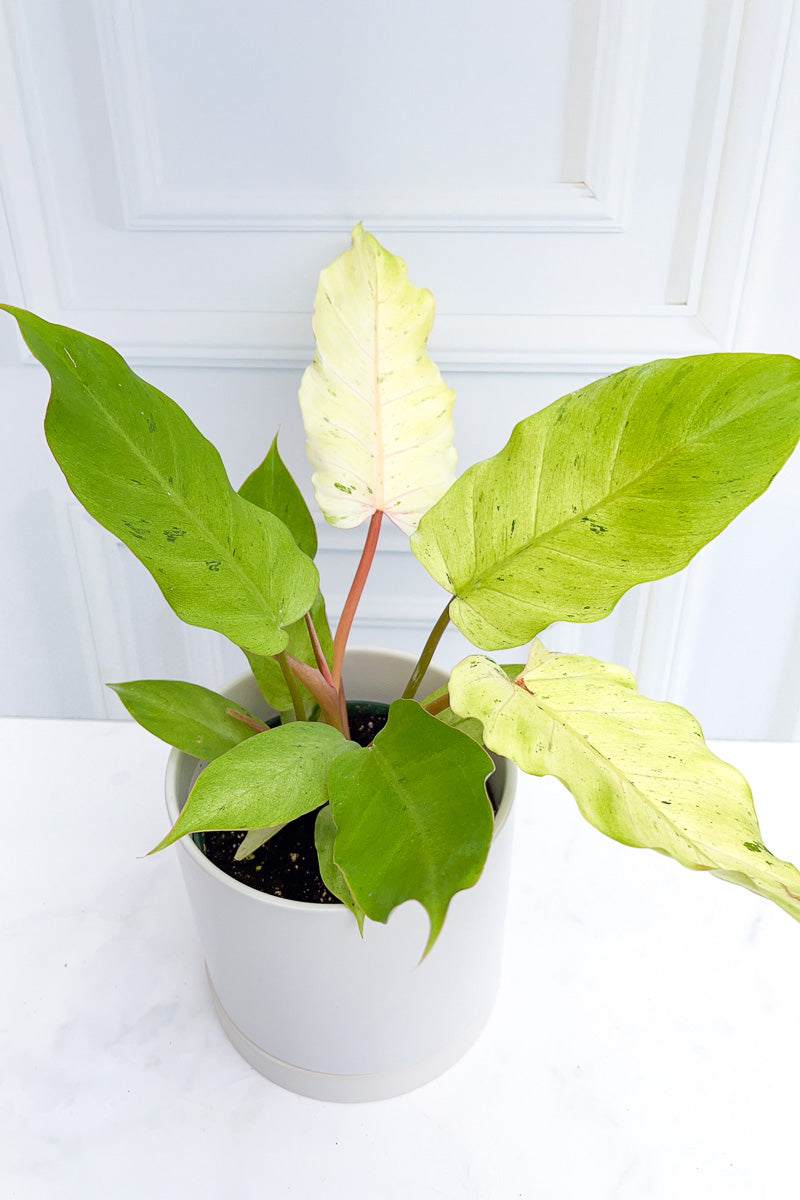 philodendron snowdrift variegated Philodendron, Variegated Snowdrift 6" – Chalet