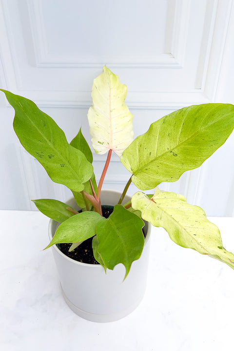 Philodendron, Variegated Snowdrift 6"