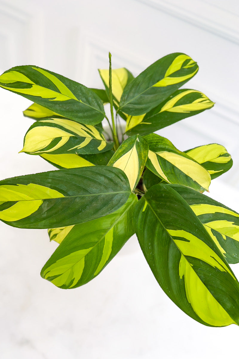 Calathea, Pilosa 6"