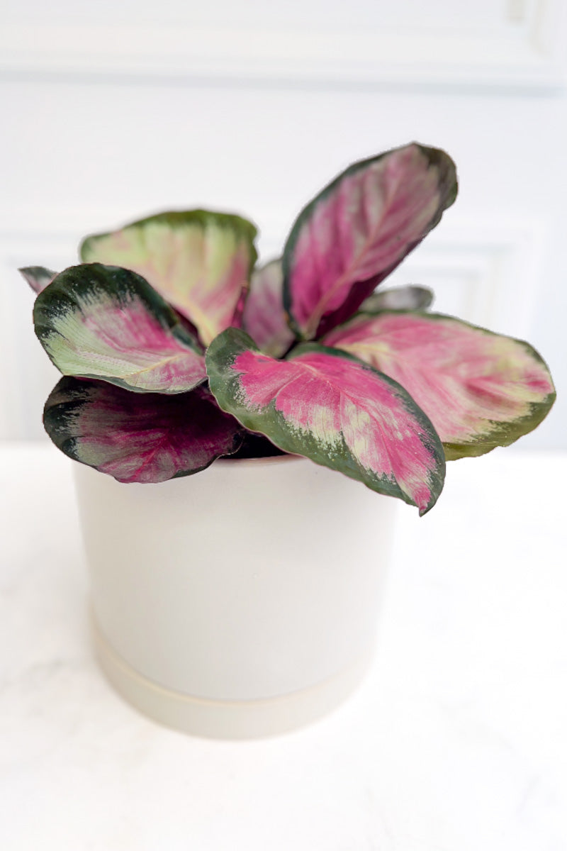 Calathea, Rosy 6"