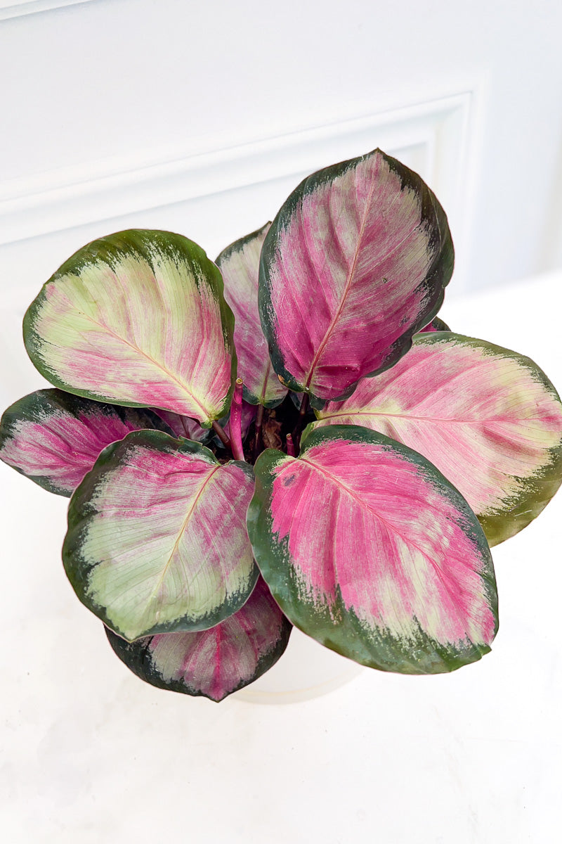 Calathea, Rosy 6"