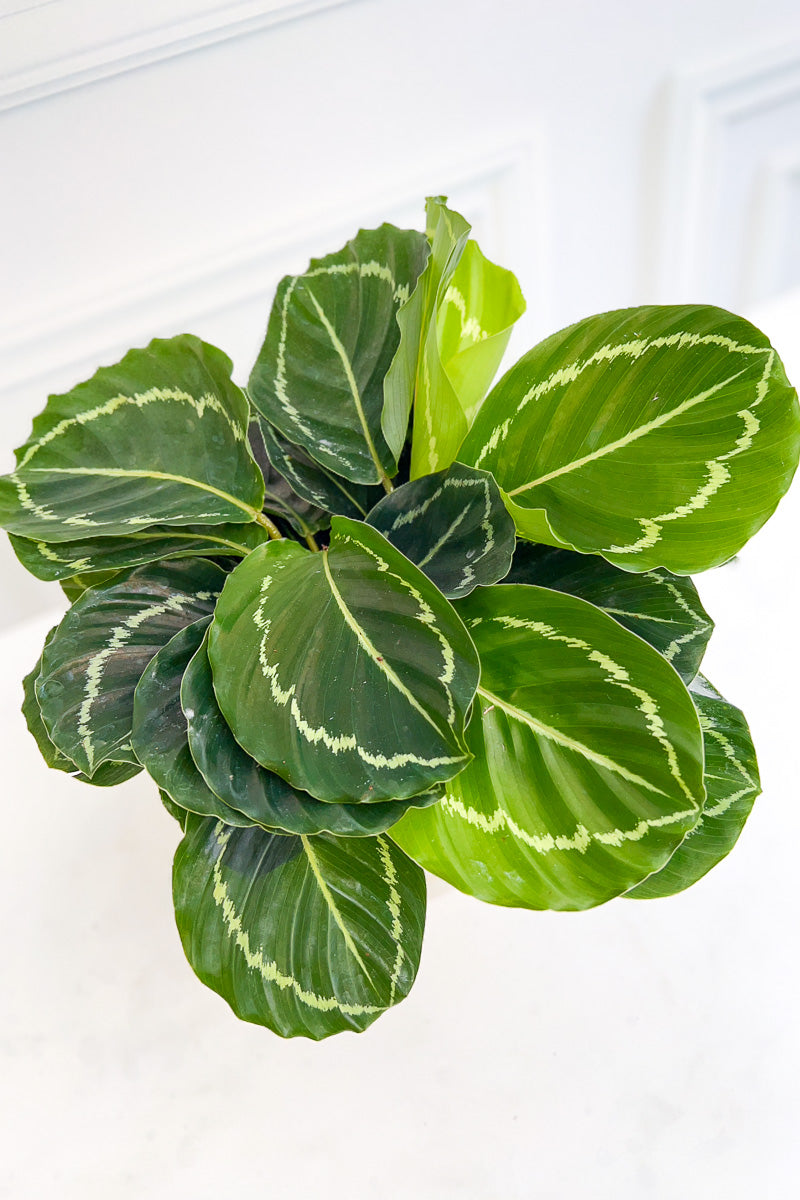 Calathea, Green Beauty 6"