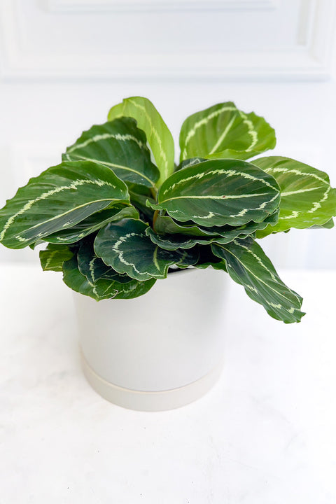 Calathea, Green Beauty 6"