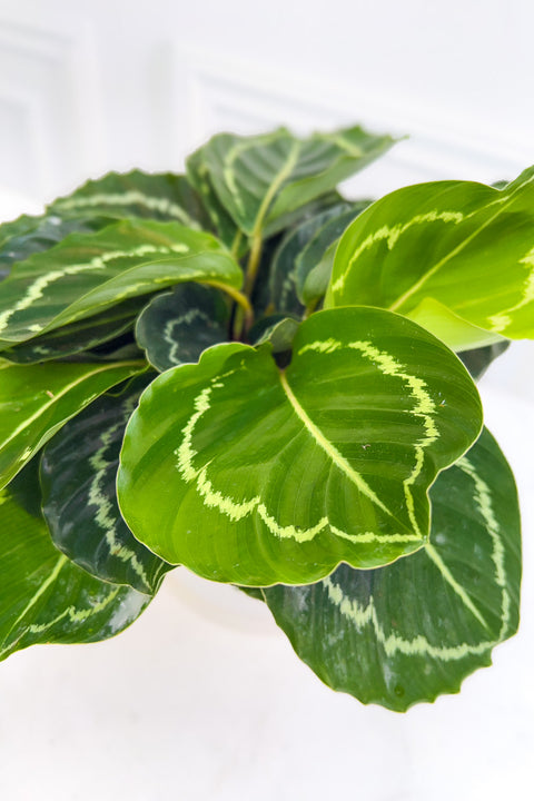 Calathea, Green Beauty 6"