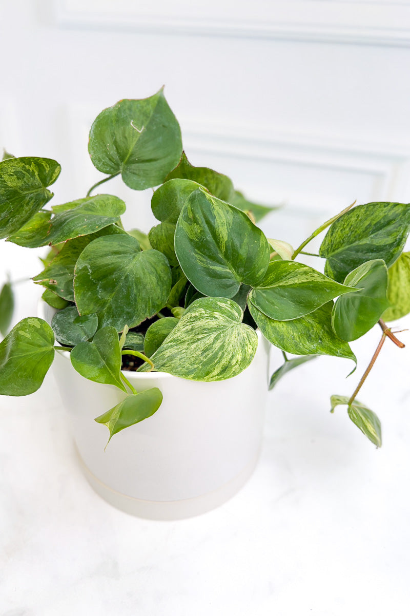 Philodendron, Scandens Variegated 6"