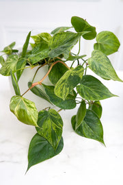 Philodendron, Scandens Variegated 6"