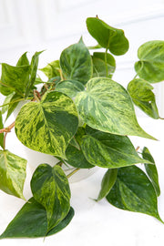 Philodendron, Scandens Variegated 6"