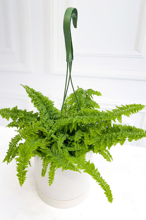 Fern Fluffy Ruffles 6" HB