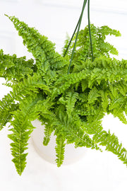 Fern Fluffy Ruffles 6" HB