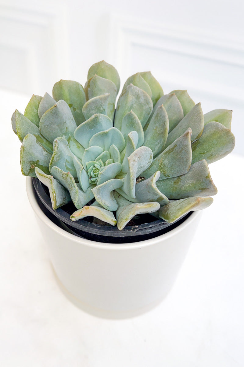 Echeveria, Misty Lilac 1G
