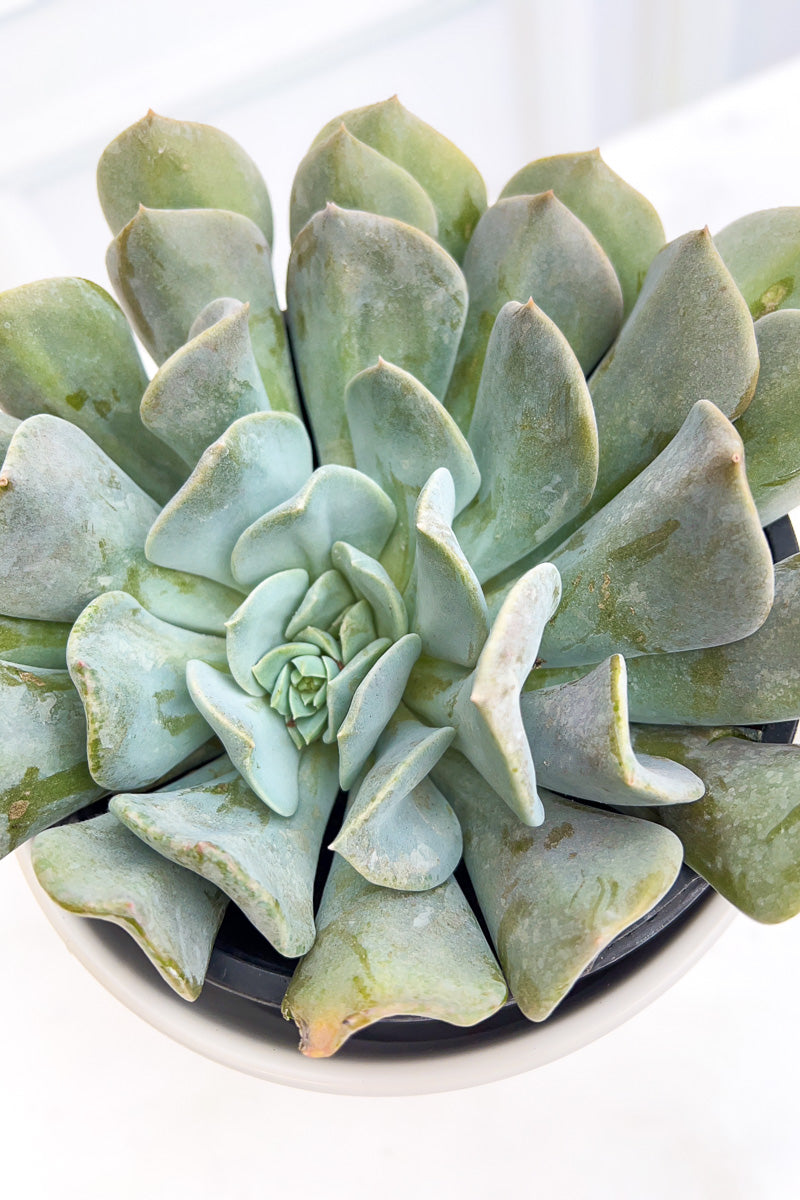 Echeveria, Misty Lilac 1G
