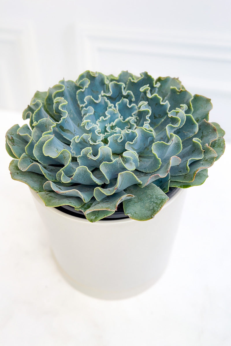 Echeveria, Cielo 1G