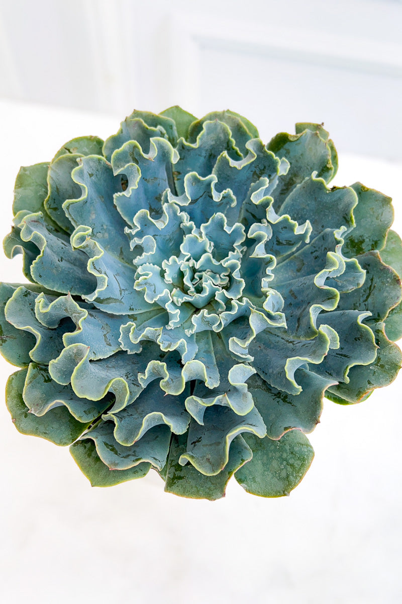 Echeveria, Cielo 1G