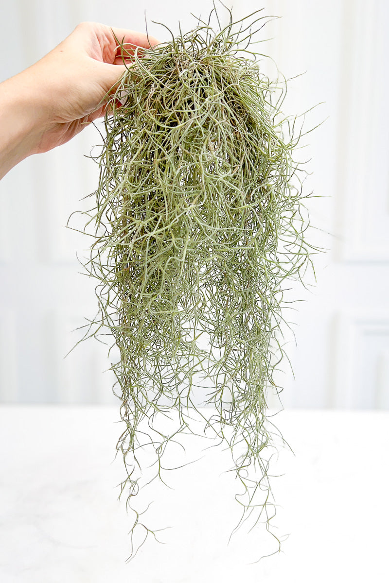 Spanish Moss, El Mejor