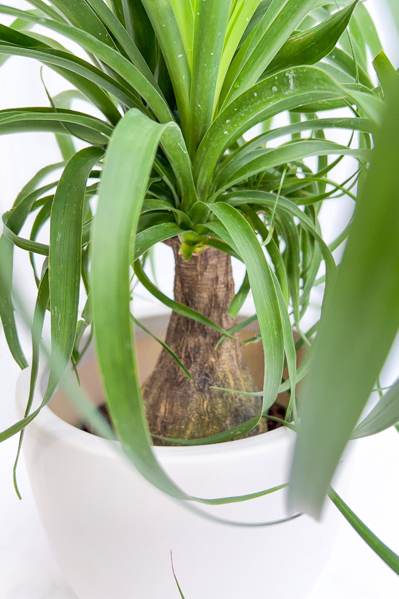 Palm, Ponytail Guatamalan 6"