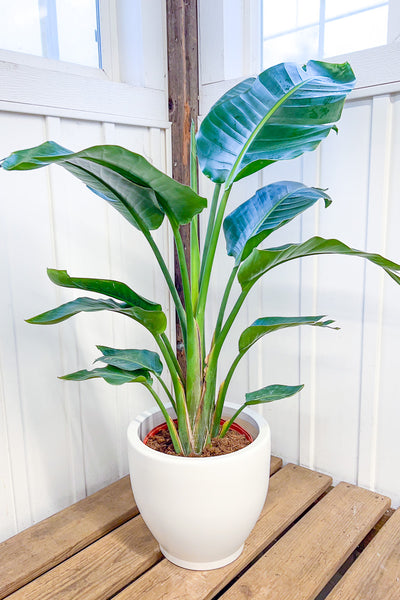 bird of paradise indoor plant for sale Bird of Paradise, White 10" – Chalet
