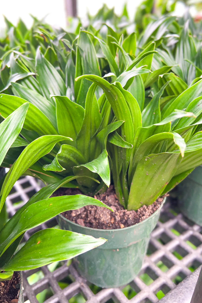 Dracaena, Janet Craig Compacta 6"