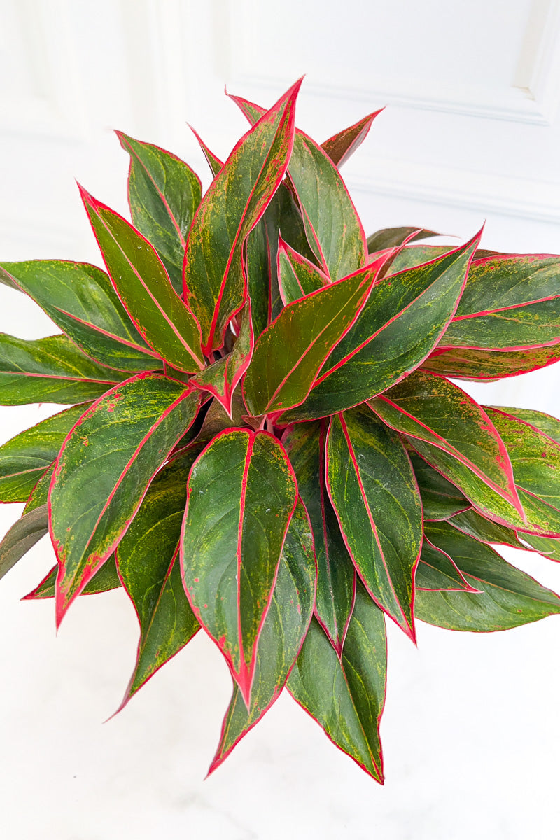 Chinese Evergreen, Siam 8"