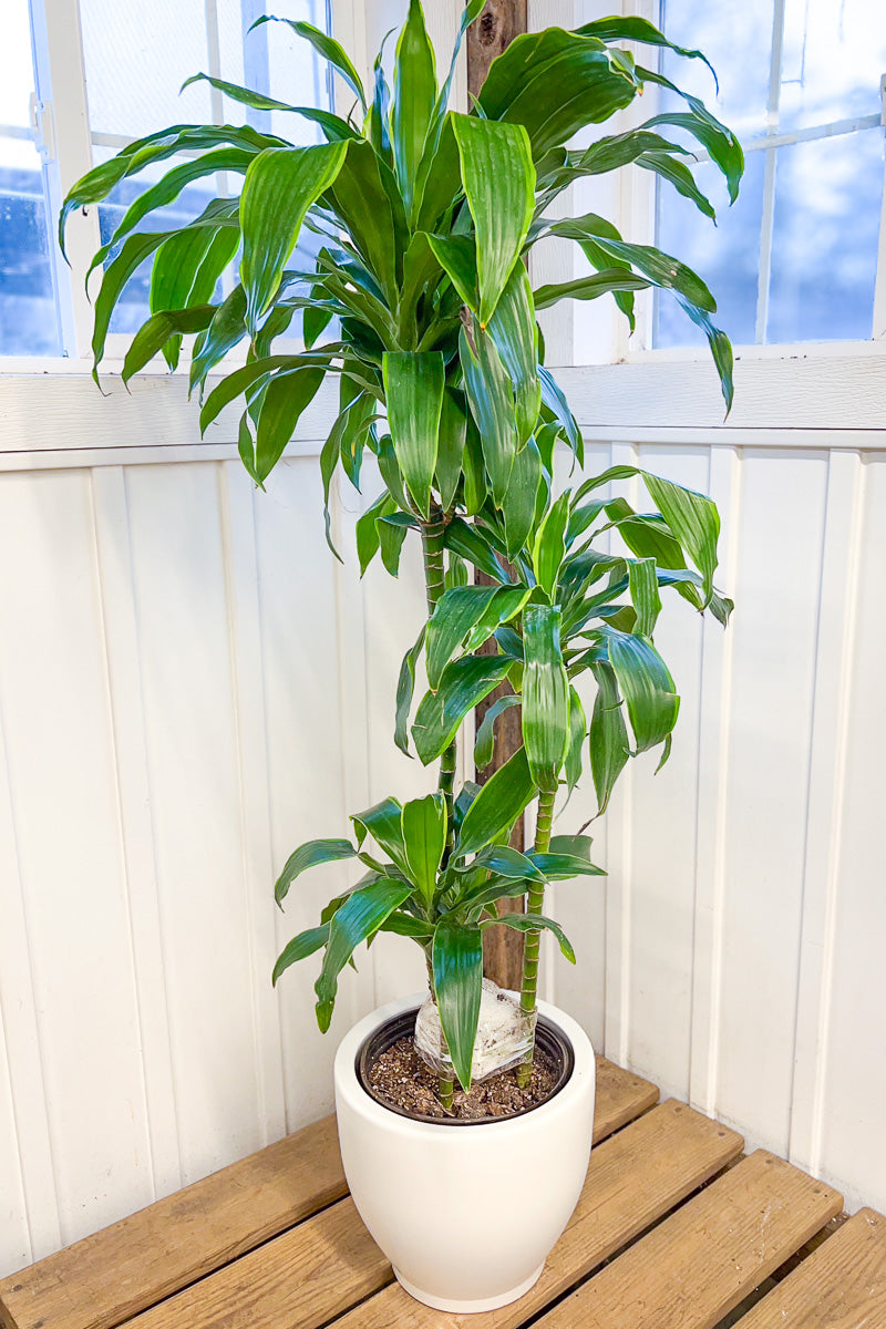 Dracaena, Carmen Art Cane 10" Staggered