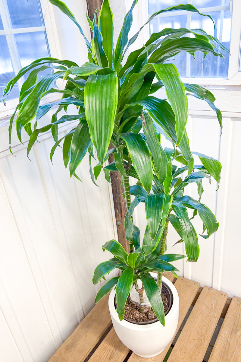 Dracaena, Carmen Art Cane 10" Staggered