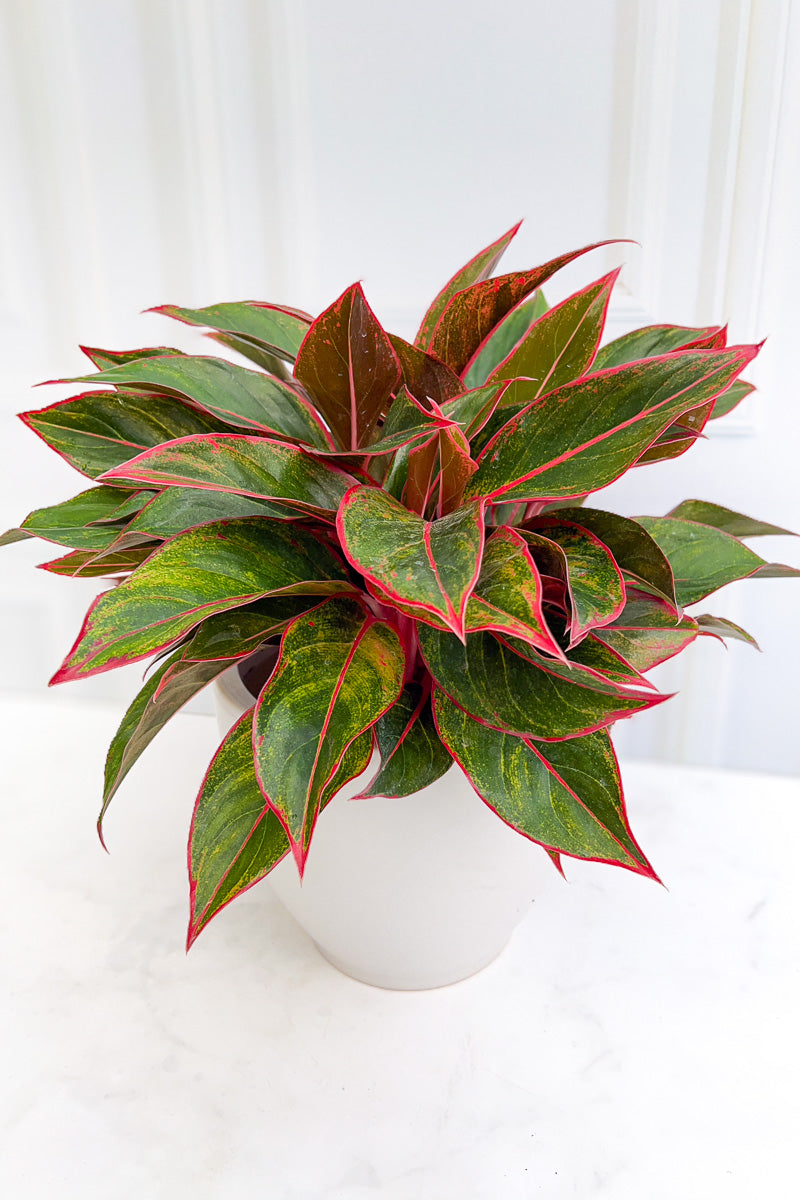 Chinese Evergreen, Siam 8"