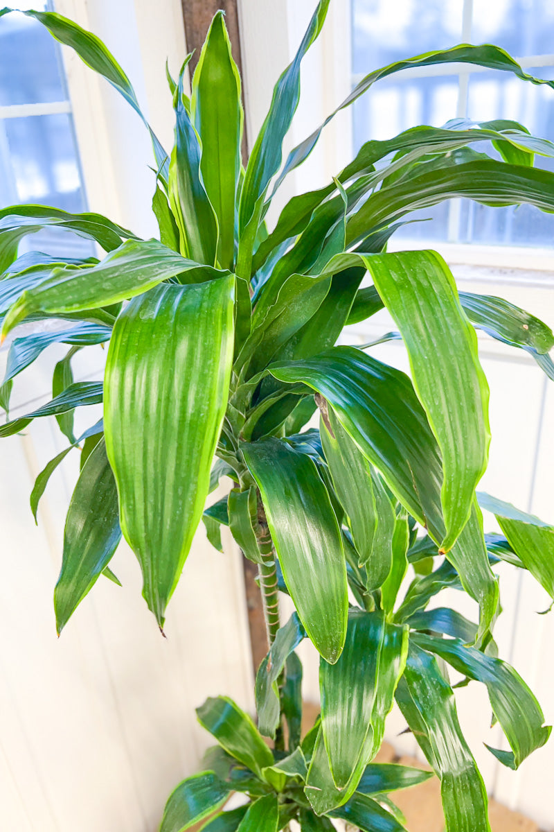 Dracaena, Carmen Art Cane 10" Staggered