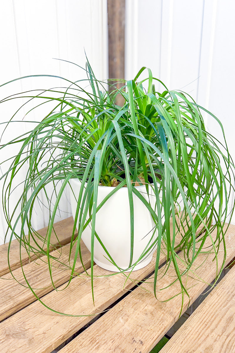 Ponytail Palm, Guatemalan 10"