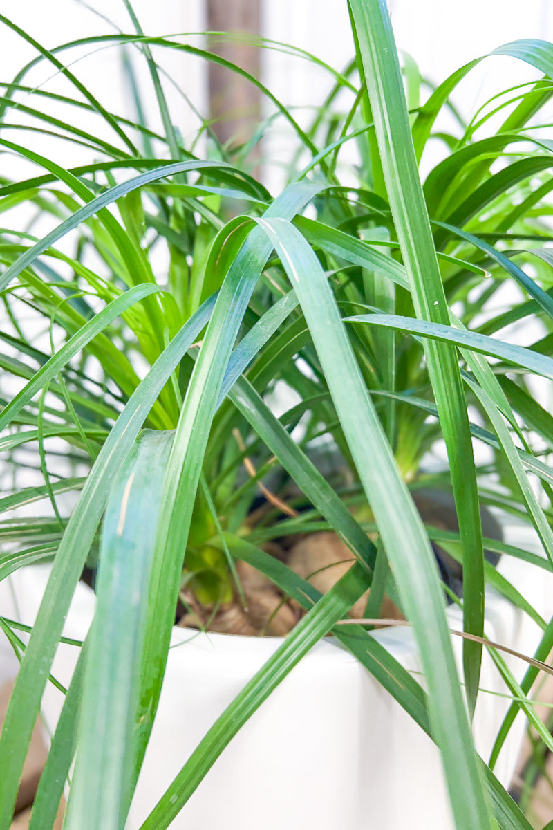 Ponytail Palm, Guatemalan 10"