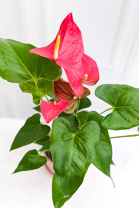 Anthurium, Pink 6"