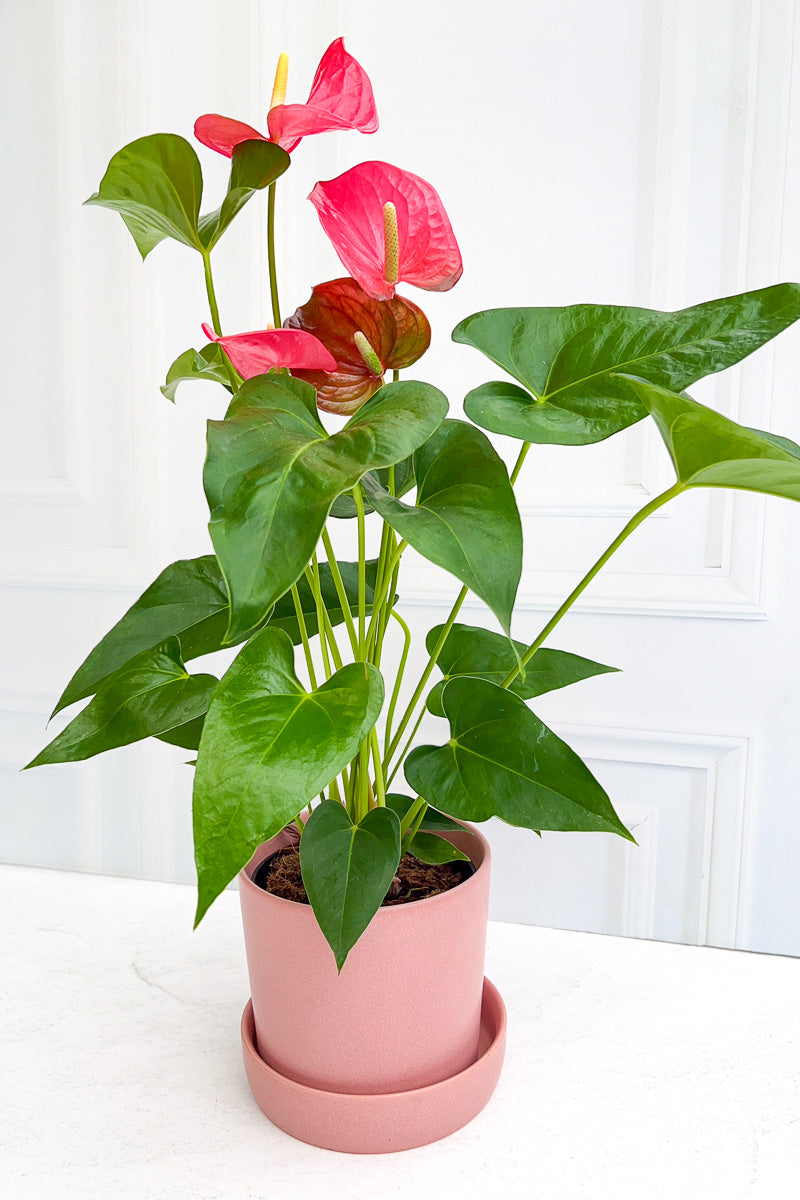 Anthurium, Pink 6"